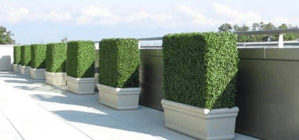 Your guide to boxwood hedges - boxed hedges in the home