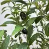 Artificial Olive Tree Nearly Natural Faux Olive Tree Foliage 1058967-11