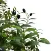 Artificial Olive Tree Nearly Natural Faux Olive Tree with Faux Olives 1058967-4