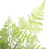 Faux Natural Fern Tree