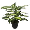Leopard Lily (Dieffenbachia) with Pot