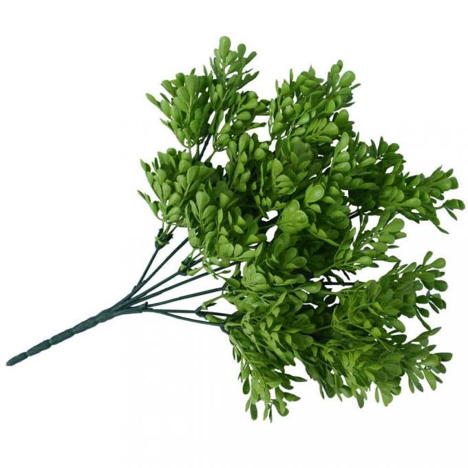 Vivid Green Wide Eucalypts Plant
