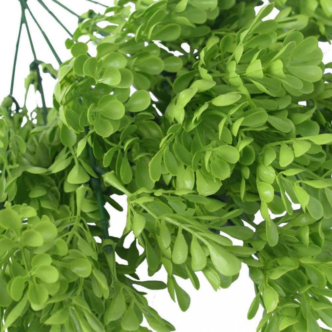 Vivid Green Wide Eucalypts Plant