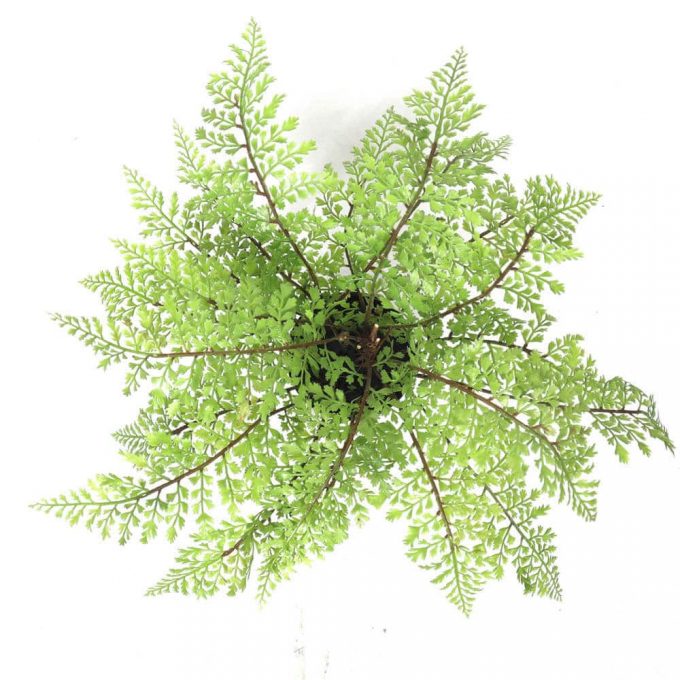 Faux Small Potted Fern