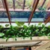 Split Philodendron Monstera Deliciosa (Split Leaf) 120cm