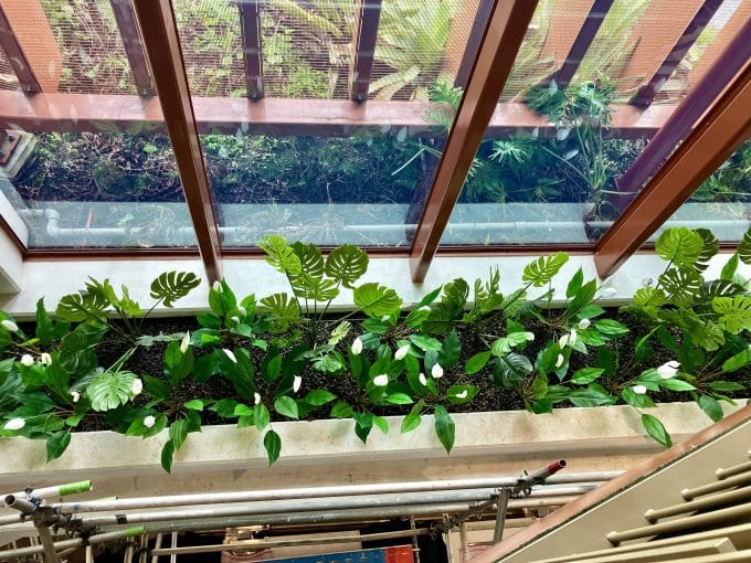 Split Philodendron Monstera Deliciosa (Split Leaf) 120cm