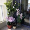 Balcony Artificial Plants