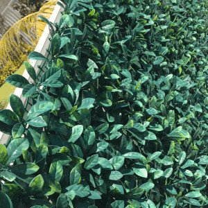 A photo of a lower end cheap artificial hedge that has faded over time