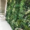 Evergreen Bespoke Vertical Garden