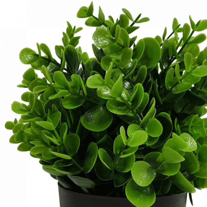 recycled small potted Peperomia plant