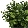 recycled small potted buxus plant