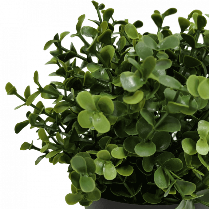 recycled small potted buxus plant