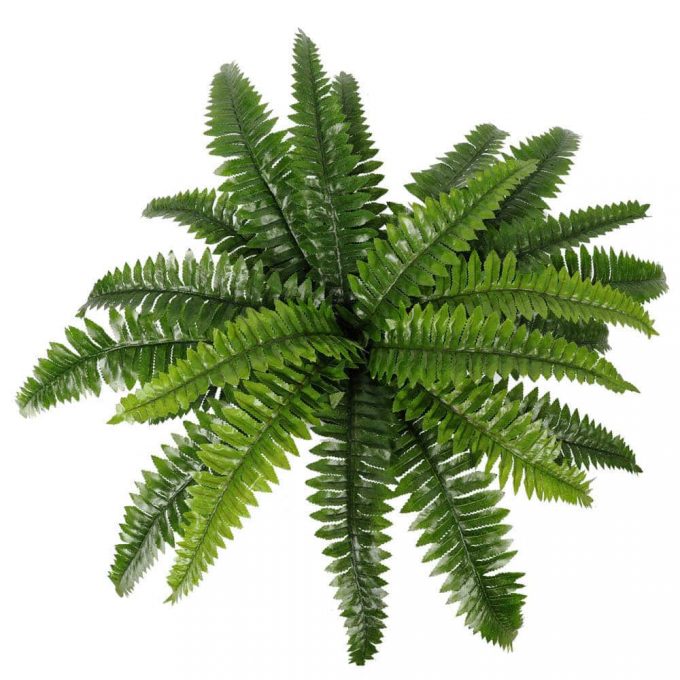 fake hanging boston fern