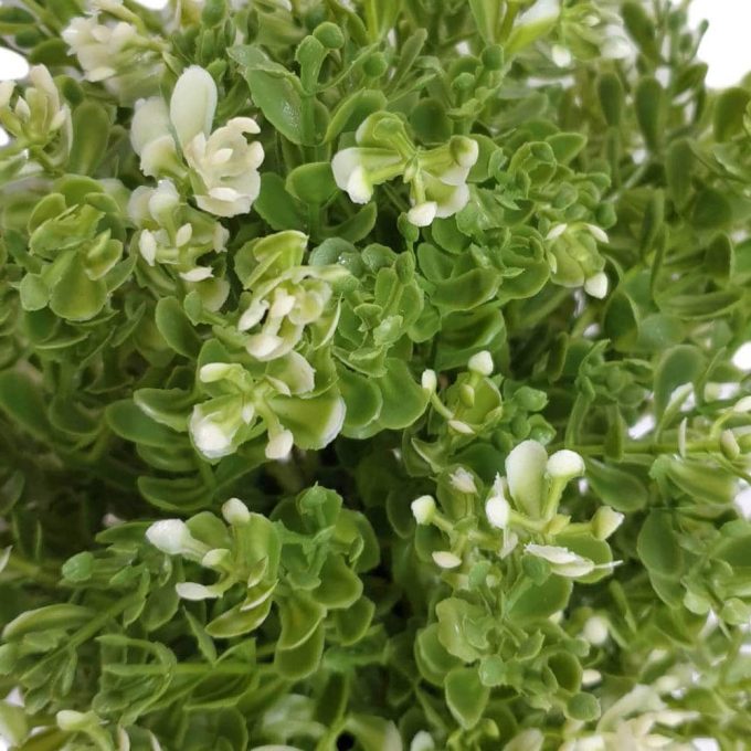 small potted green and white fake leaves