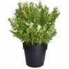 small potted green and white fake leaves