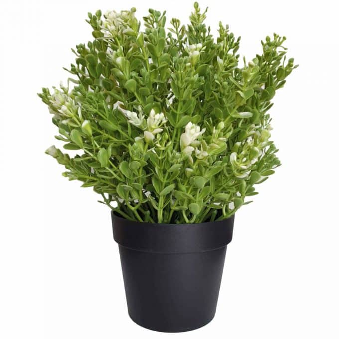 small potted green and white fake leaves