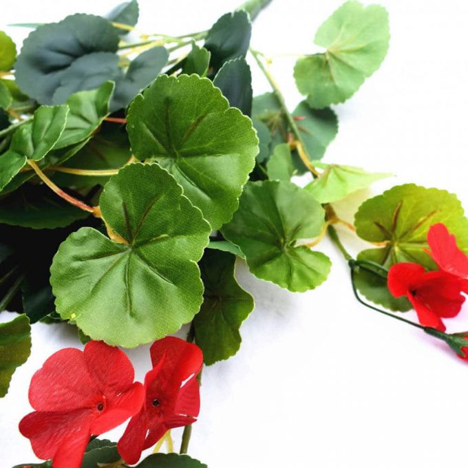 red flowering geranium plant