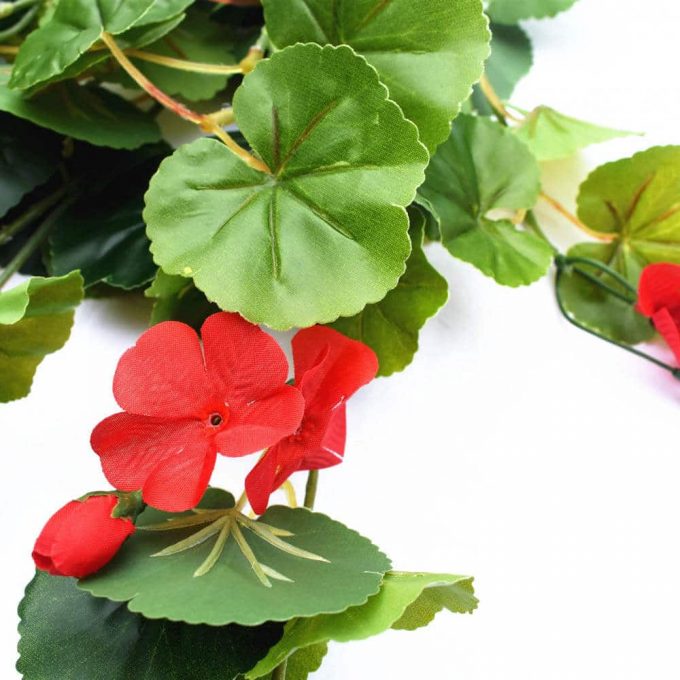 red flowering geranium plant