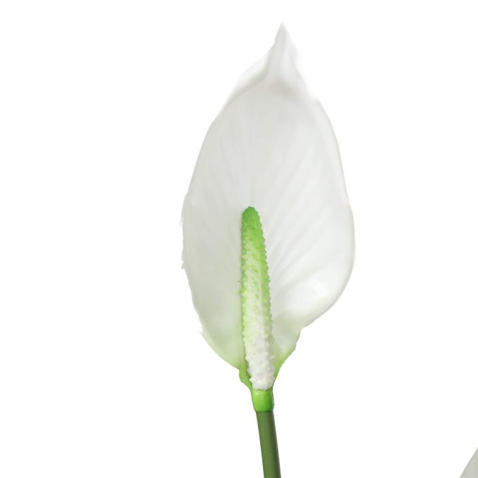 calla lily flower