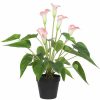 potted calla lily with pink flowers