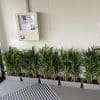 Twiggy Japanese Natural Bamboo Trunk (Real Touch Leaves) 90cm