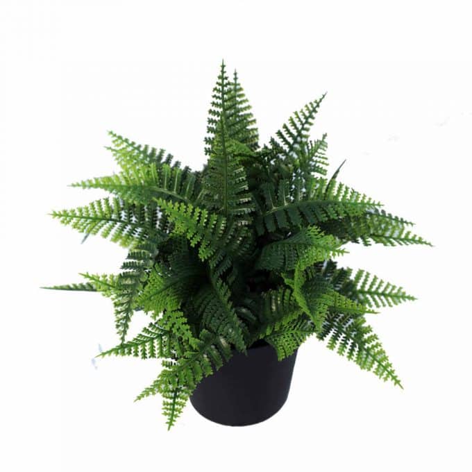 artificial potted fern plant
