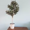 unique plant pots Australia with an fake olive tree