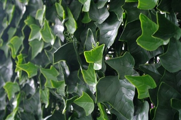 Boston ivy green wall panels