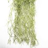 artificial hanging Spanish moss plant