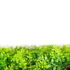 artificial ferns for the wall