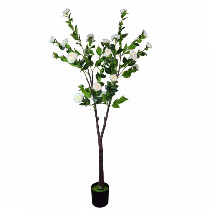 white tall camellia tree with white flowers