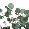 Leaves of the Artificial Eucalyptus Tree (Red Box Eucalyptus polyanthemos )