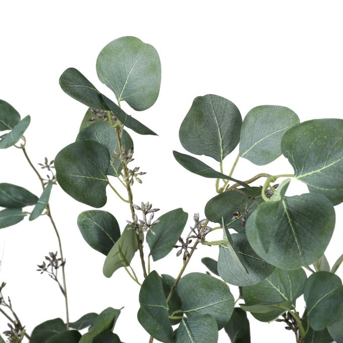 Leaves of the Artificial Eucalyptus Tree (Red Box Eucalyptus polyanthemos )