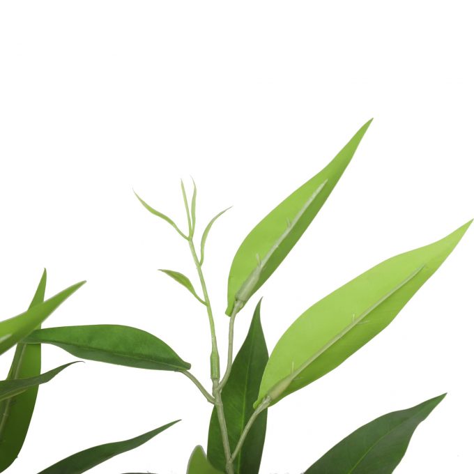 Leaves of the Artificial Eucalyptus Tree (White Box Eucalyptus Albens)