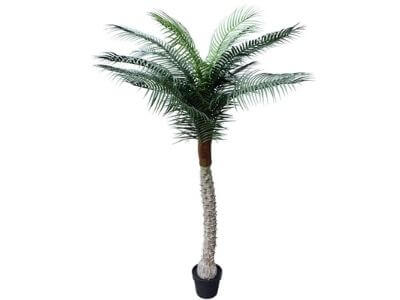 Tropical Phoenix Potted Palm Tree
