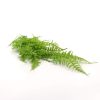 Hanging artificial fern
