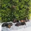 Lush Spring Green Wall Panel Installed at a Dog Groomer