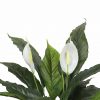 Artificial Spathiphyllum Peace Lily Plant with White Flowers 60cm