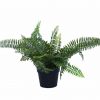 UV Treated 20cm Small Potted Plants Bundle