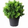 UV Treated 20cm Small Potted Plants Bundle