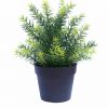 UV Treated 20cm Small Potted Plants Bundle