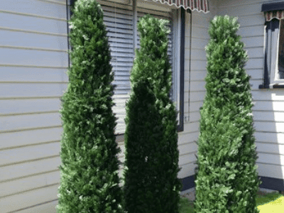 Cypress