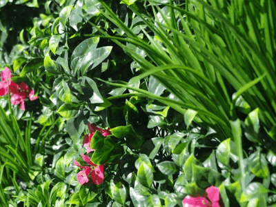 Vertical garden with flowers