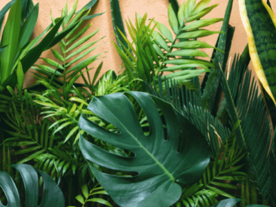 Applying our UV protection spray will ensure you can enjoy your faux jungle for a long time