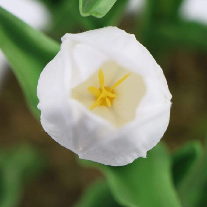 Flower Potted Artificial Tulip with White Flowers & Leaves