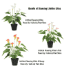Stunning Life like Lilies Bundle