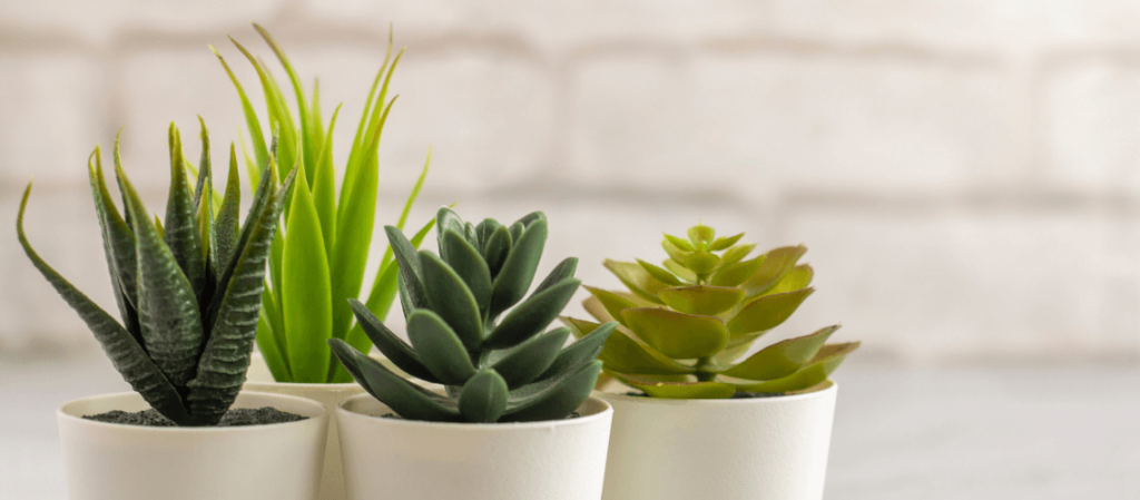 Faux Succulents