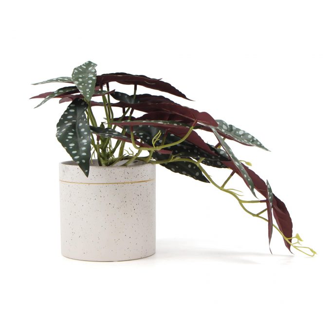 Artificial Begonia Maculata Plant In Decorative Bowl 30cm