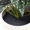Artificial Begonia Maculata Plant In Decorative Bowl 30cm