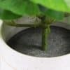 Decorative Artificial Monstera Adansonii Plant in Ceramic Bowl 30cm
